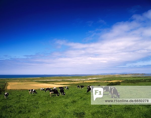 Livestock  Holstein-Fresian Cows  Ireland