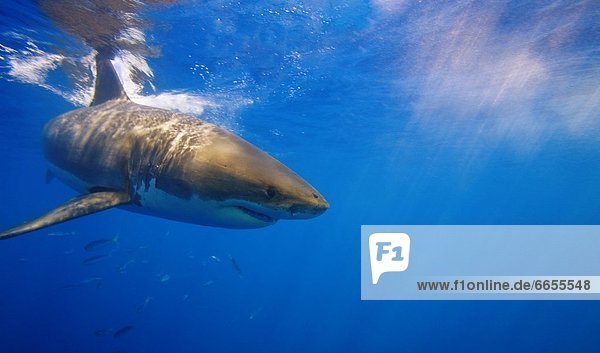 Great White Shark Off Guadalupe Island  Mexico