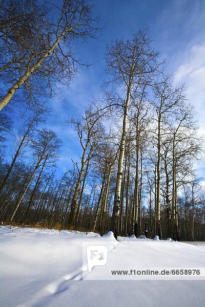 Forest In Winter