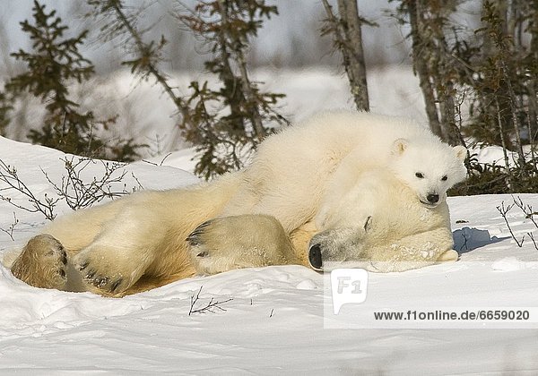 Eisbär  Ursus maritimus  junges Raubtier  junge Raubtiere  Schnee