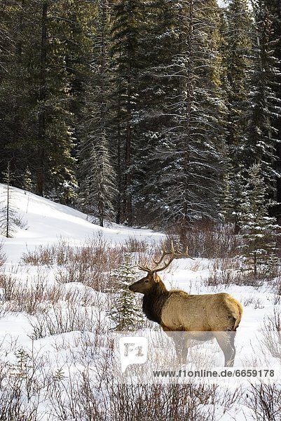 Elk In Winter Forest  Banff National Park  Alberta  Canada