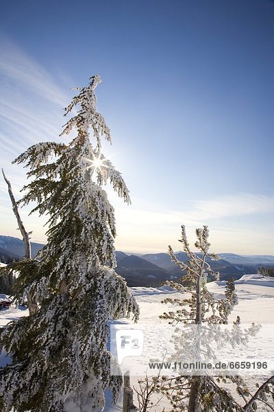 Vereinigte Staaten von Amerika  USA  Winter  Baum  Landschaft  Berg  Kapuze  Oregon