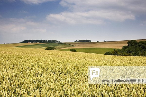 Wheat Field  North Yorkshire  England