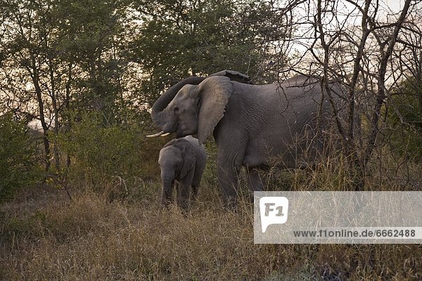 African Elephant (Loxodonta Africana)  Arathusa Safari Lodge  Sabi Sand Reserve  Mpumalanga  South Africa  Africa