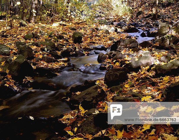 Autumn Leaves In The Stream