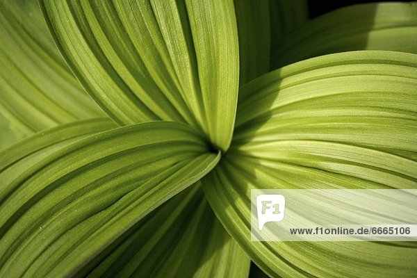 Bear Grass Lily Leaves