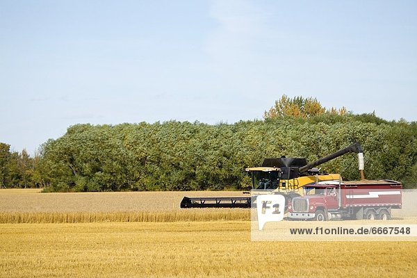 ernten Feld Weizen Mähdrescher