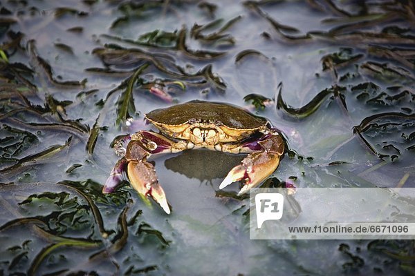 Crab At Low Tide
