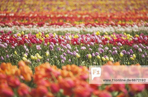Farbaufnahme  Farbe  Feld  Tulpe