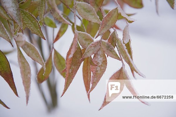 Pflanzenblatt Pflanzenblätter Blatt
