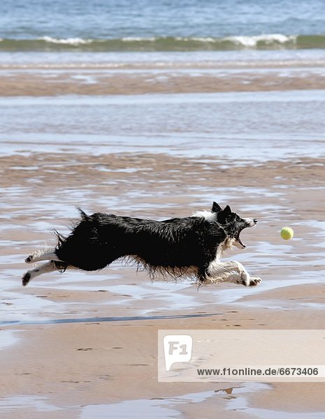 Strand  Hund  nachlaufen  Ball Spielzeug