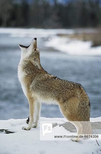 Flussufer  Ufer  Kojote  Canis latrans  Schnee