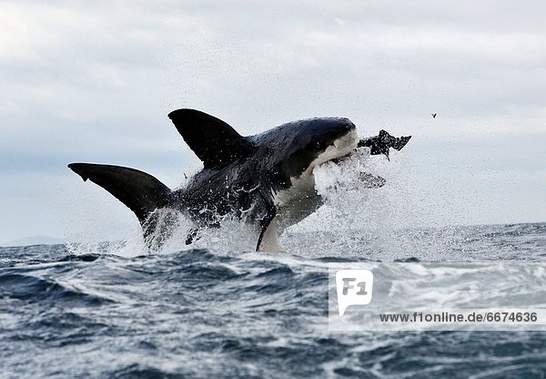 Mandatory Credit: Photo by Dan Callister / Rex Features (1816310e) A large great white shark breaching on a seal decoy and loses a tooth in the process Dense population of Great White sharks South Arica This Great White shark lost not only its lunch but also its tooth when it attacked a decoy seal. The hungry shark leapt out of the water to snatch up what it thought was a tasty Cape fur seal in its massive jaws. However it was actually a decoy and the over enthusiastic shark bit down so hard that one of its teeth was sent flying. The moment was caught on camera by photographer Dan Callister off the coast of Seal Island near Cape Town South Africa. A large population of sharks patrol the waters around Seal Island which is home to around 64 000 Cape Fur seals from April to September. With such an abundant food supply close by scores of sharks patrol the seas around the island. To reach the open sea to feed the seals must first cross these shark-infested waters - passing through what is known as the 'ring of death'. Approaching from below the sharks leap nearly vertically out of the waves to snatch seals swimming close to the surface.