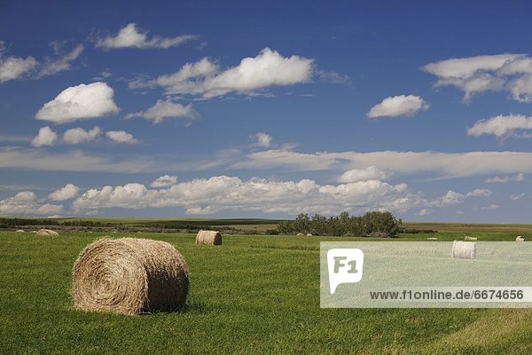 Hay Bales In Field  Alberta  Canada