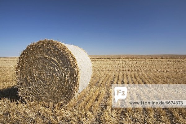 Hay Bale In Cut Field  Alberta  Canada