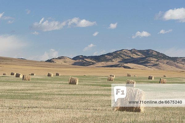 Hay Bales In The Foothills  Southern Alberta  Canada