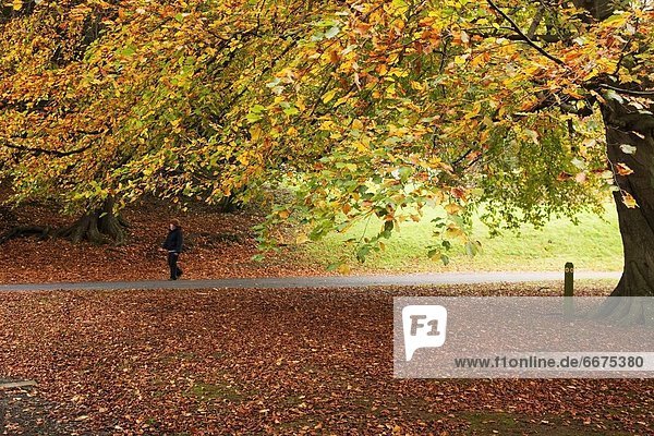 Laubwald  Mensch  wandern  Herbst  England  Northumberland