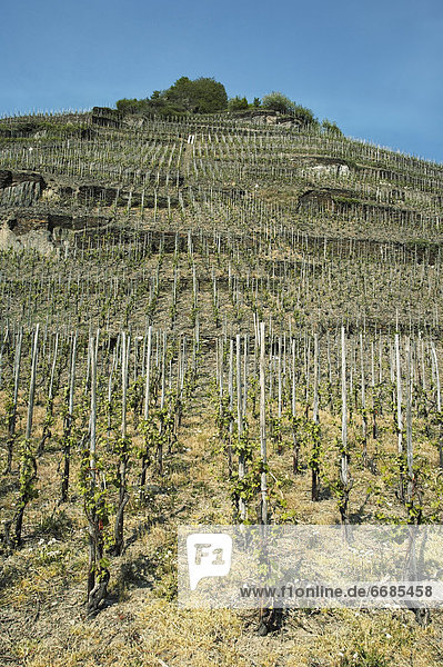 Vineyard in Germany  Europe