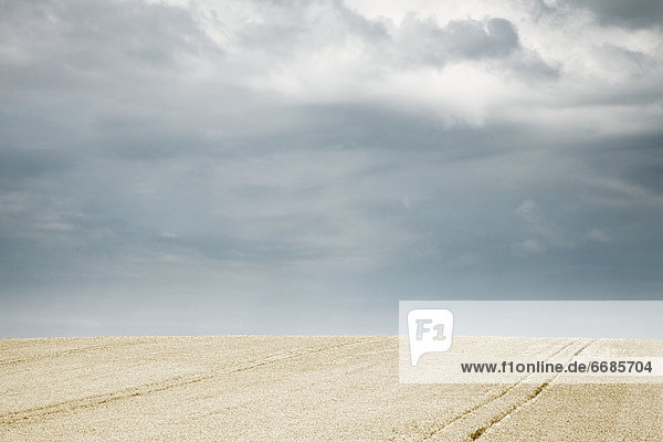 Tractor Lines in Wheat Field