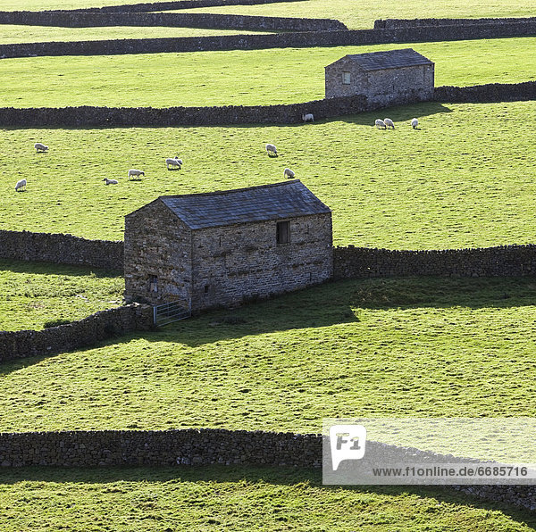 Sheep Grazing in Pasture
