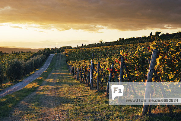 Road Through Vineyard