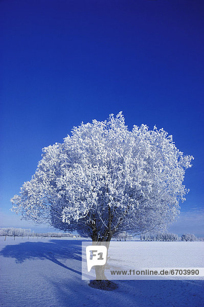 Baum  Schnee  Feld