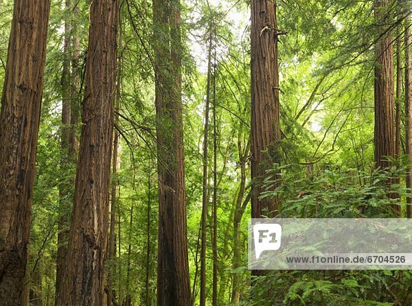 Vereinigte Staaten von Amerika USA Nationalpark Laubwald Moor Kalifornien