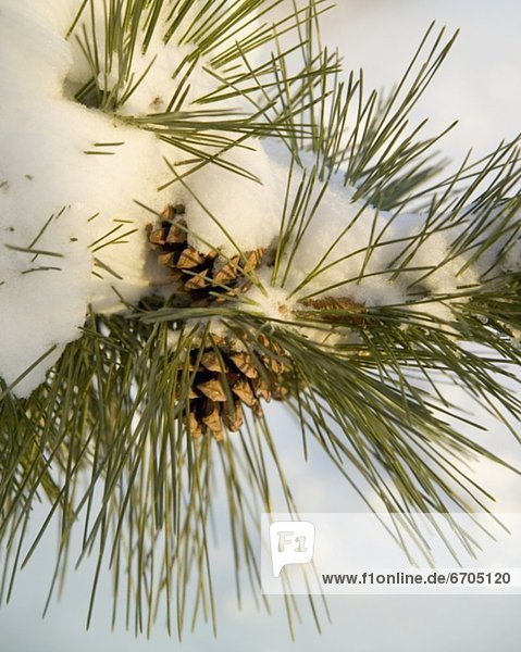 Closeup of snowy pine and pinecones