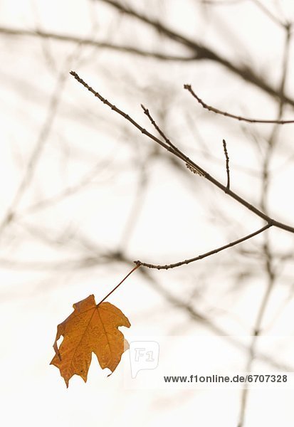 Closeup of lone autumn leaf