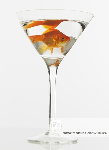 Glas Martini Goldfisch unterwasser