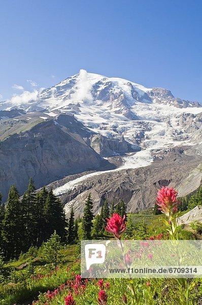 Wildflowers In Mount Rainier National Park  Washington  Usa