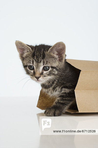 Papier  Tasche  Kätzchen  Katze