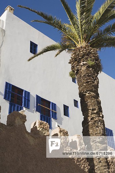 Baum  Gebäude  frontal  Palme  Marokko