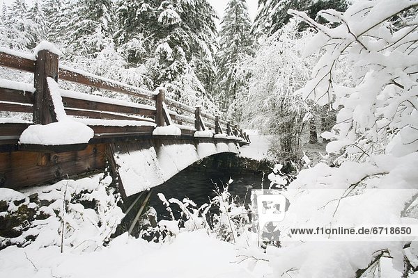 Schnee  Wald  Brücke  Fußgänger