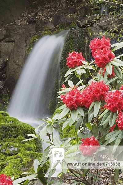 Wasserfall  rot  Rhododendron