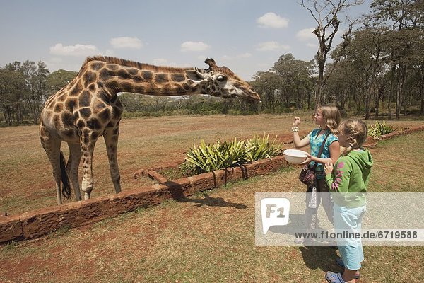 Children With Giraffe  Kenya  Africa