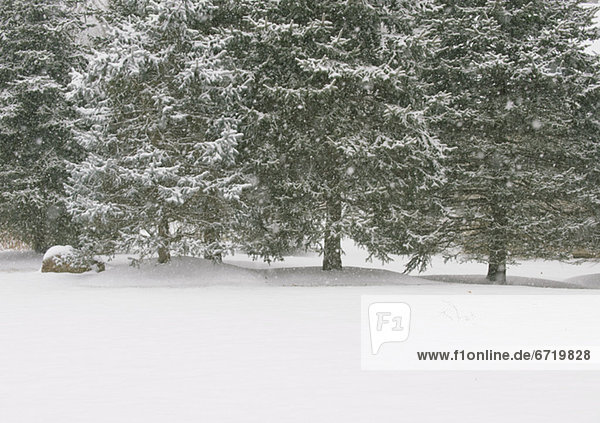 Forest in winter