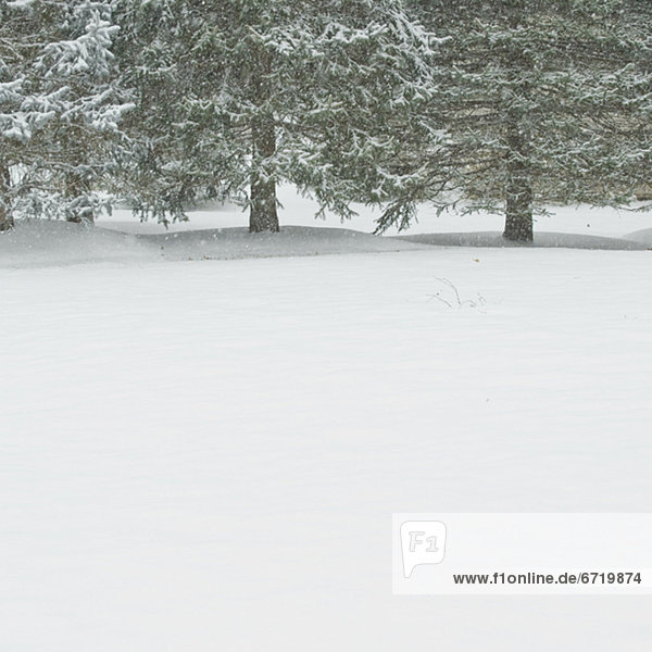Snowy forest in winter
