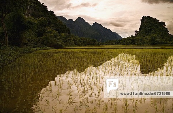 A Rice Field In Asia