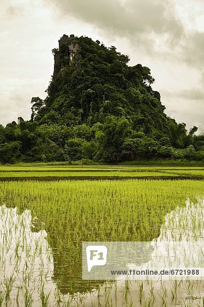 Feld  Reis  Reiskorn  Asien