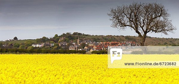 'A Field Of Yellow Flowers Beside A Village