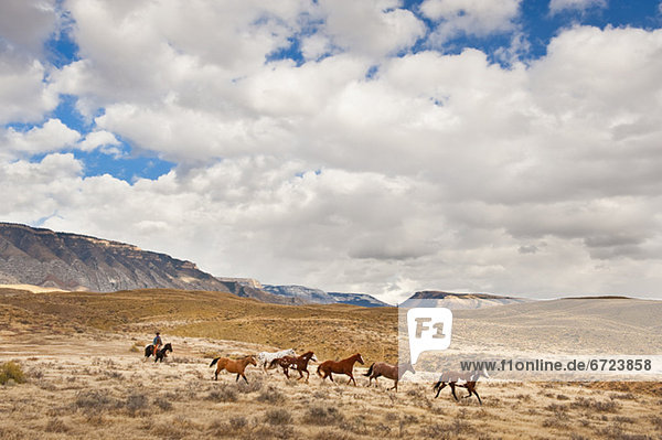 Cowboy herding Pferde