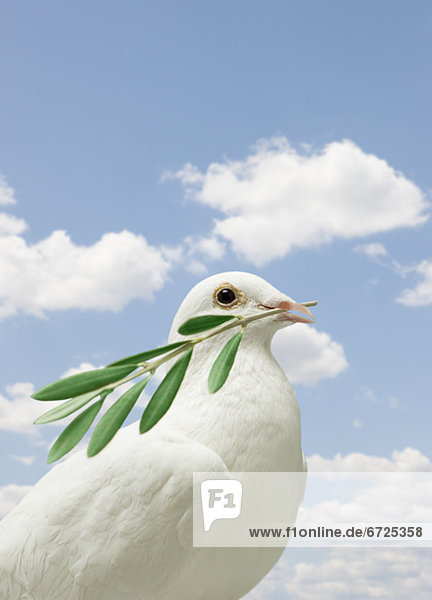 Dove holding olive branch