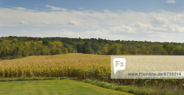 USA  New York State  Hudson  Maize growing in field