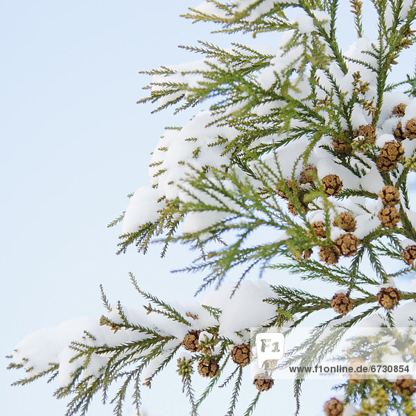Vereinigte Staaten von Amerika  USA  hoch  oben  nahe  New York City  bedecken  Baum  Ast  Kiefer  Pinus sylvestris  Kiefern  Föhren  Pinie  Schnee