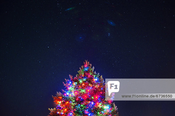 niedrig  beleuchtet  Baum  Weihnachten  Ansicht  Flachwinkelansicht  Winkel