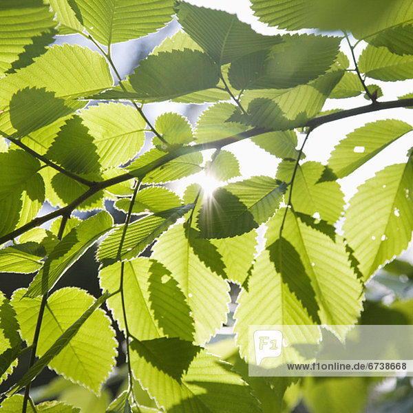 Close up of leaves in sunlight  Maine  United States