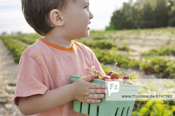 Junge - Person  halten  Erdbeere  jung  Ontario