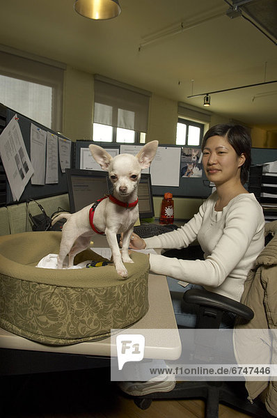 Woman and Chihuahua at Desk in Office  Toronto  Ontario