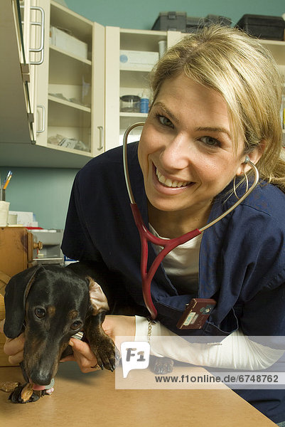 Stethoskop  Hund  Büro  Tierarzt